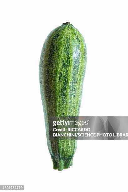 courgette (cucurbita pepo) - courgette stock pictures, royalty-free photos & images
