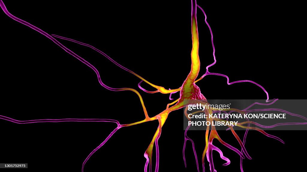 Human brain nerve cells, illustration