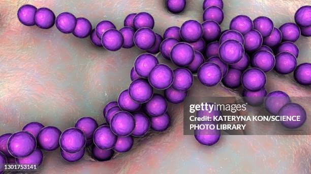 streptococcus pyogenes bacteria, illustration - streptococcus pyogenes stock illustrations
