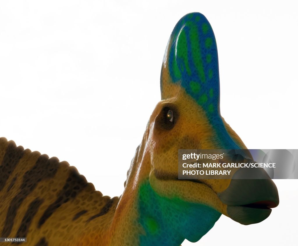 Head of a corythosaurus dinosaur