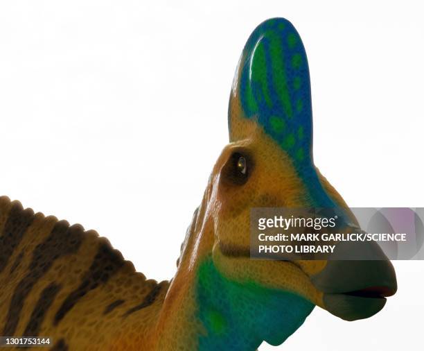 head of a corythosaurus dinosaur - corythosaurus stock illustrations