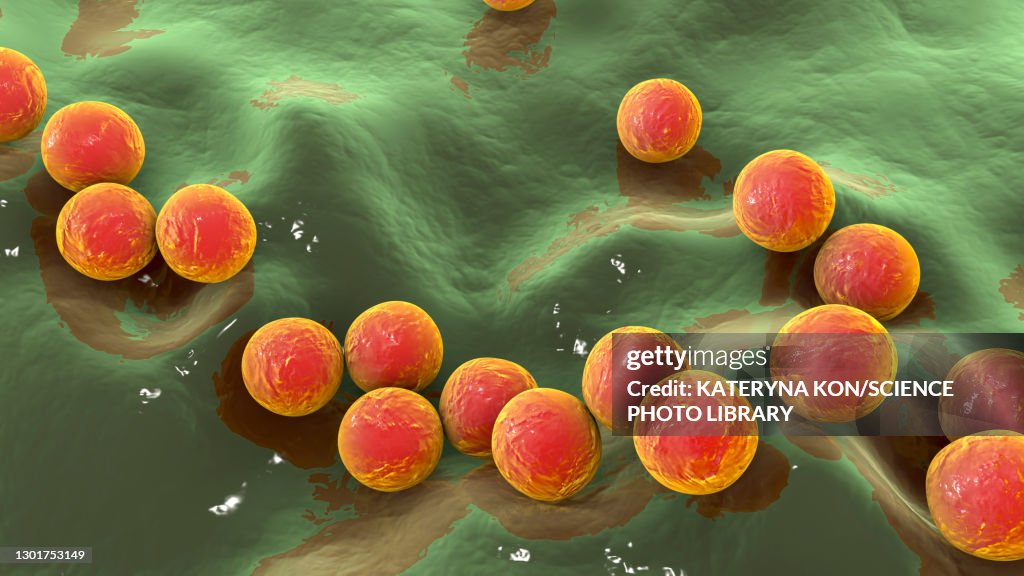 Streptococcus pyogenes bacteria, illustration