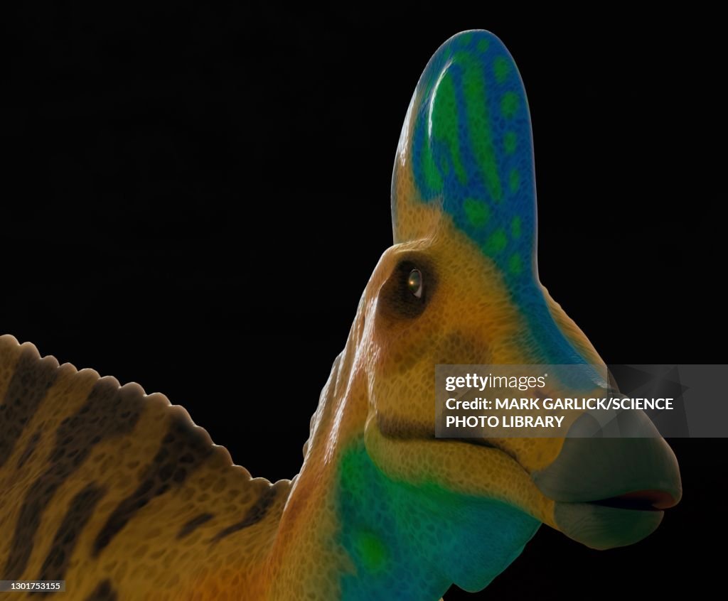 Head of a corythosaurus dinosaur