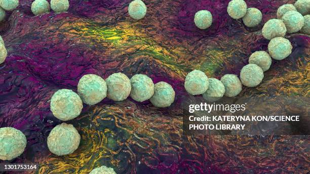 ilustraciones, imágenes clip art, dibujos animados e iconos de stock de streptococcus pyogenes bacteria, illustration - fournier gangrene