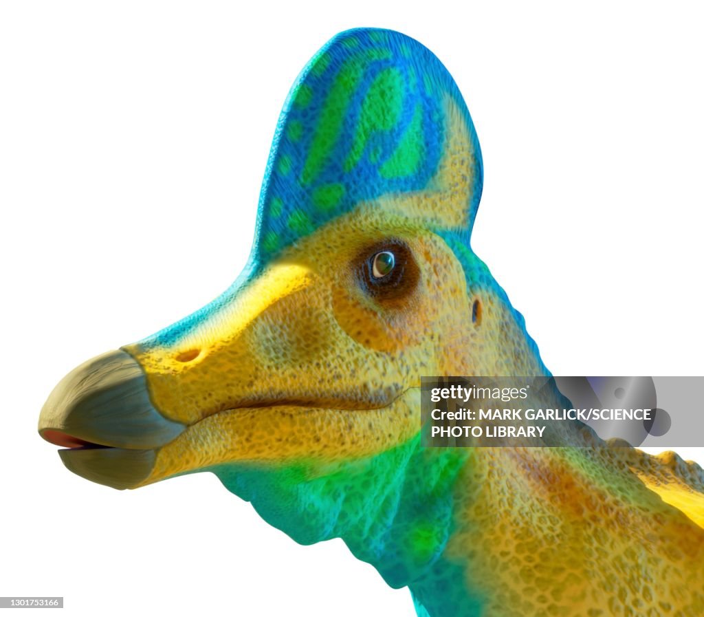 Head of a corythosaurus dinosaur
