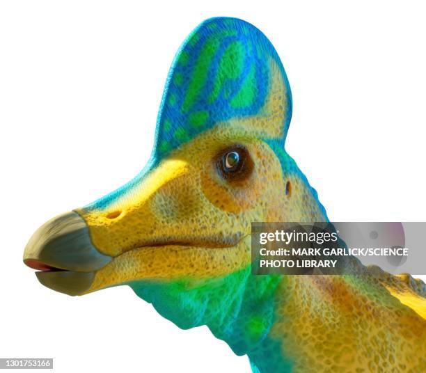 head of a corythosaurus dinosaur - corythosaurus stock illustrations