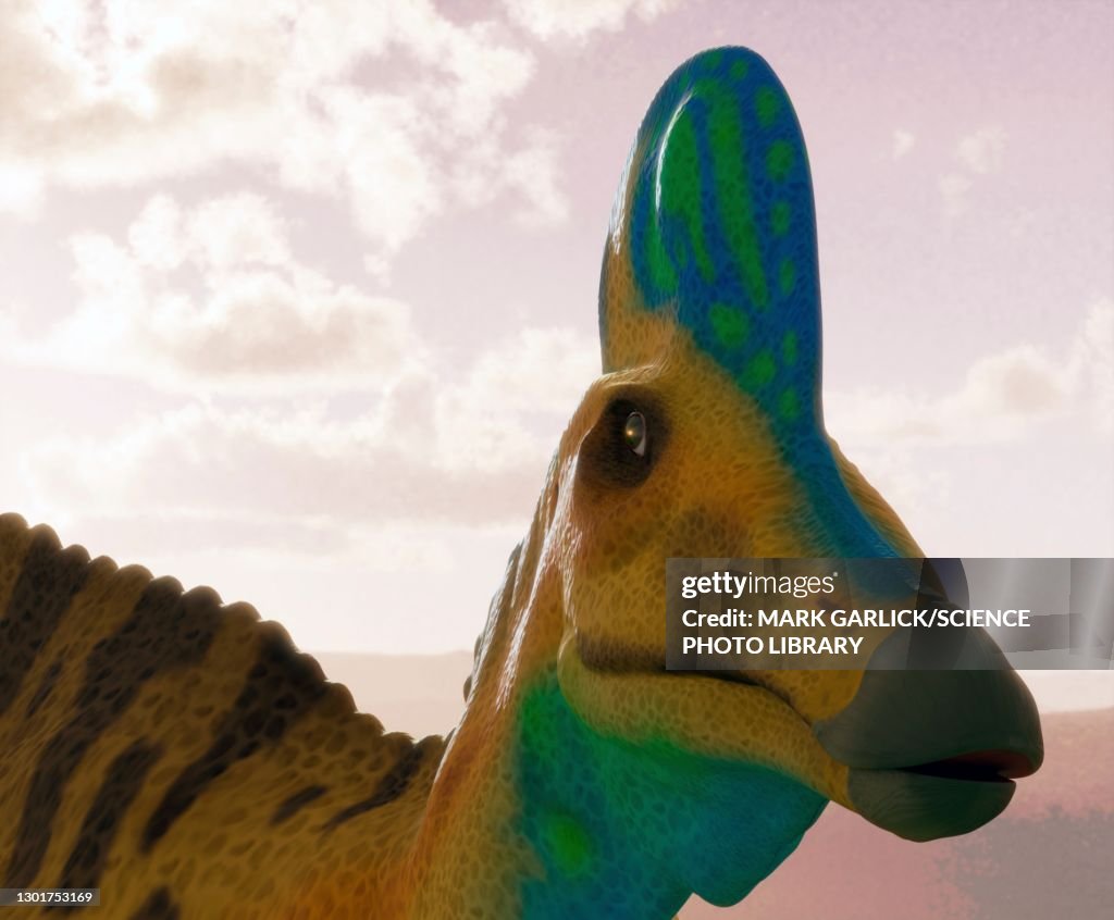 Head of a corythosaurus dinosaur