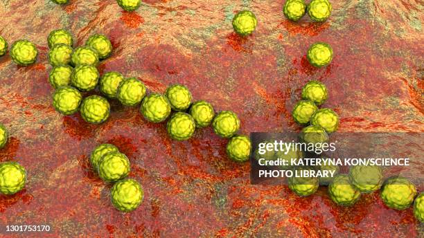 streptococcus pyogenes bacteria, illustration - streptococcus pyogenes stock illustrations