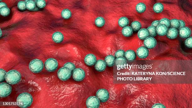 ilustraciones, imágenes clip art, dibujos animados e iconos de stock de streptococcus pyogenes bacteria, illustration - streptococcus