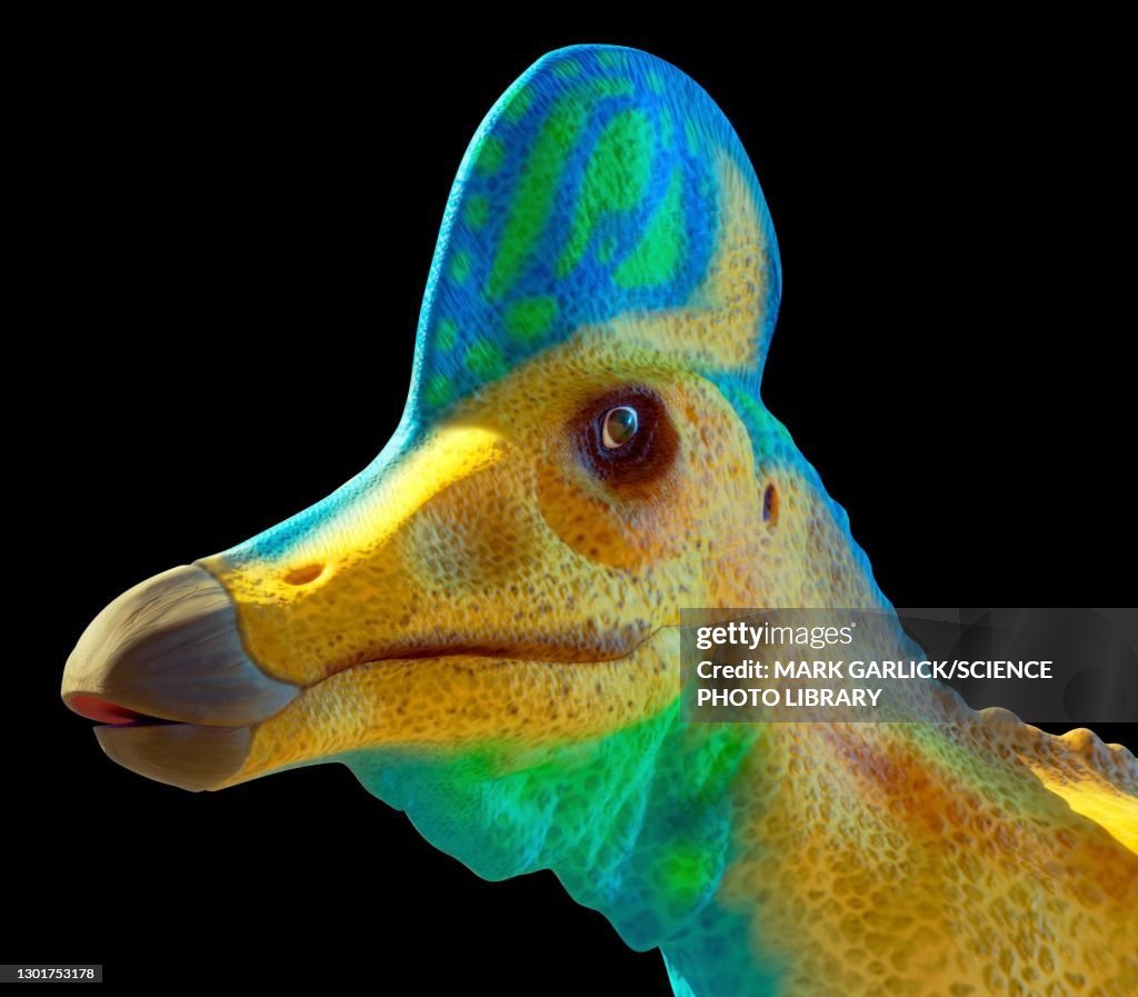 Head of a corythosaurus dinosaur