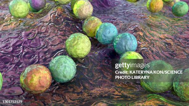 streptococcus pyogenes bacteria, illustration - impetigo stock-grafiken, -clipart, -cartoons und -symbole