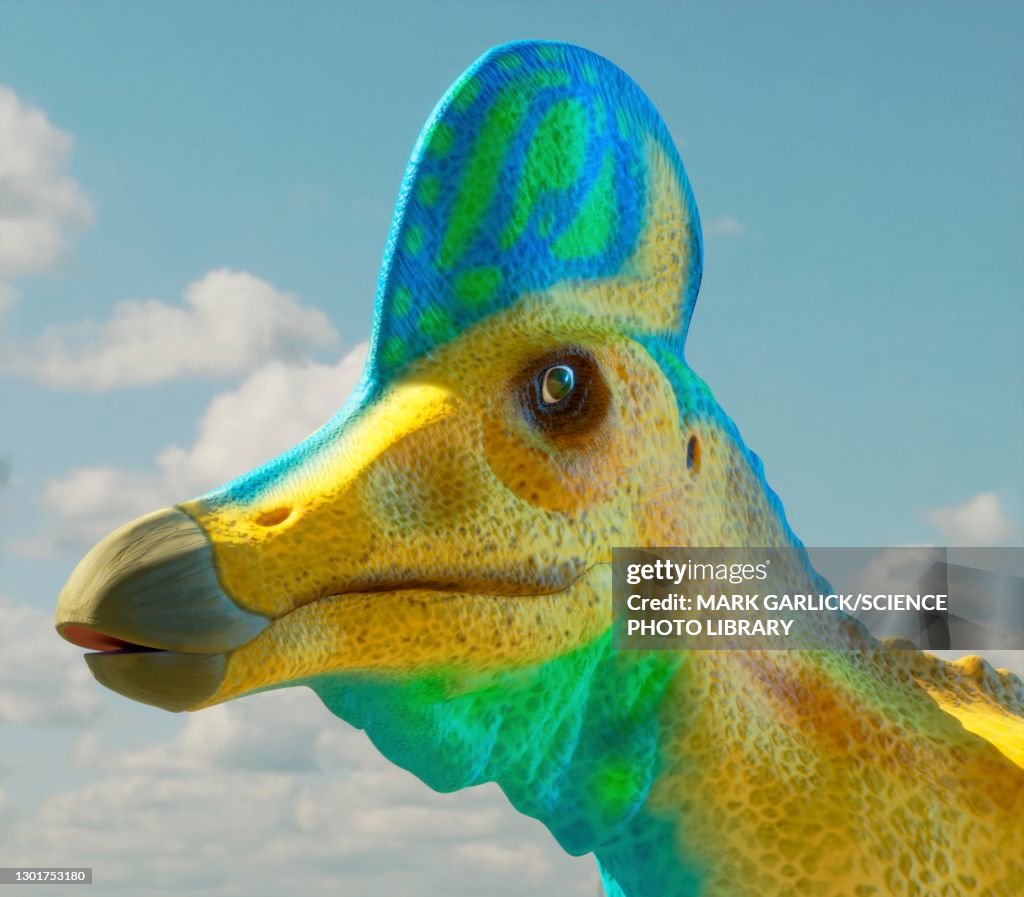 Head of a corythosaurus dinosaur