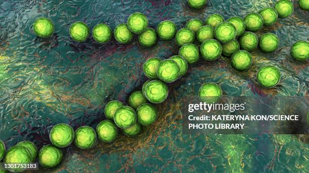 streptococcus pyogenes bacteria, illustration - streptococcus pyogenes stock illustrations
