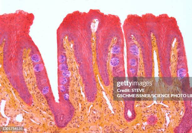 taste buds, lm - histologia - fotografias e filmes do acervo