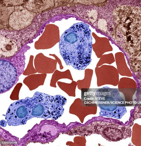 venule, tem - endothelial stock pictures, royalty-free photos & images