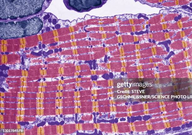 striated muscle, tem - skelettmuskel stock-fotos und bilder