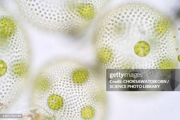 volvox green algae, light micrograph - magnification stock pictures, royalty-free photos & images