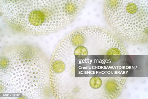 Volvox green algae, light micrograph Volvox green algae, light micrograph