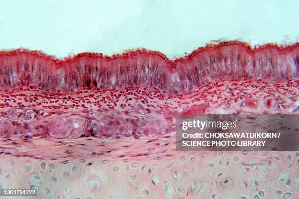 pseudostratified epithelium, light micrograph - mehrreihige epithel stock-fotos und bilder