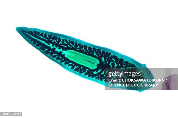 planaria flatworm, light micrograph - turbellaria stockfoto's en -beelden