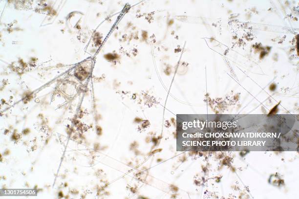marine plankton, light micrograph - phytoplankton stock pictures, royalty-free photos & images
