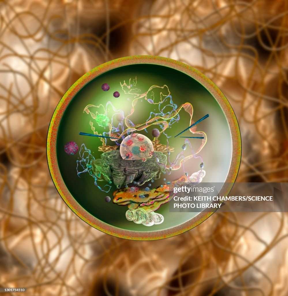 Human cell, illustration