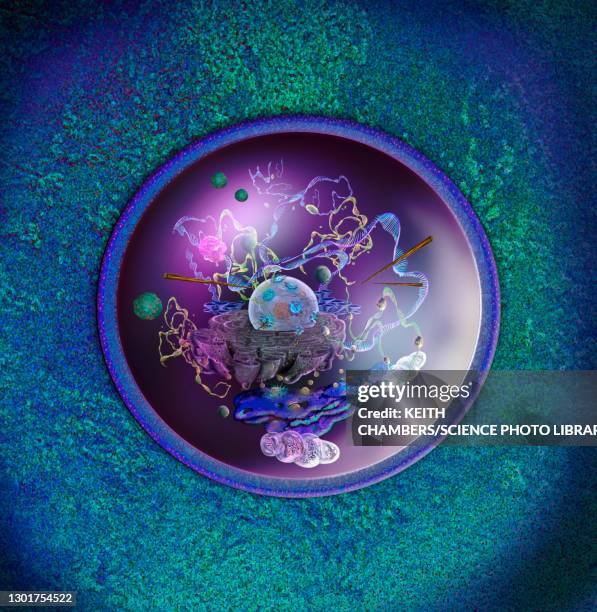 ilustrações de stock, clip art, desenhos animados e ícones de human cell, illustration - microtúbulo