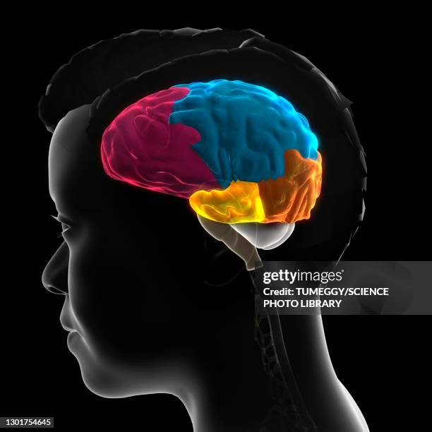 human brain anatomy, 3d illustration - cerebral cortex stock illustrations