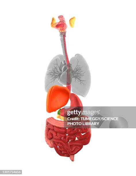ilustrações de stock, clip art, desenhos animados e ícones de human digestive system, 3d illustration - fígado órgão interno