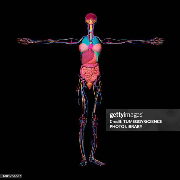 Human Body Organ Placement Photos and Premium High Res Pictures Biology Diagrams