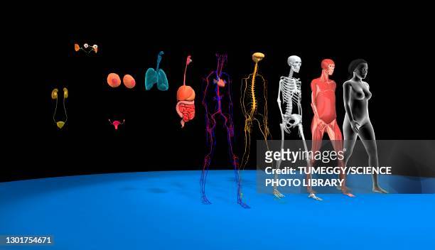 human body systems, illustration - human skeletal system stock pictures, royalty-free photos & images