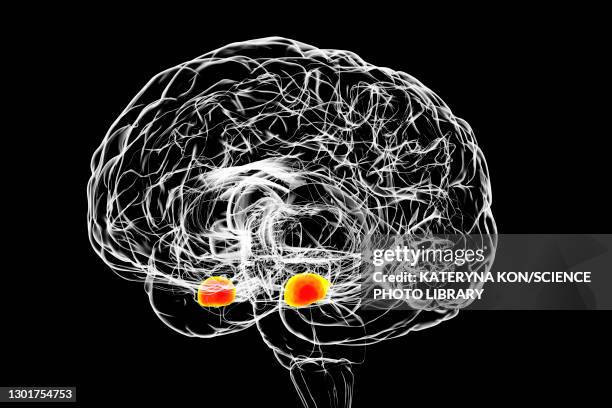 amygdala of the brain, illustration - amygdala点のイラスト素材／クリップアート素材／マンガ素材／アイコン素材