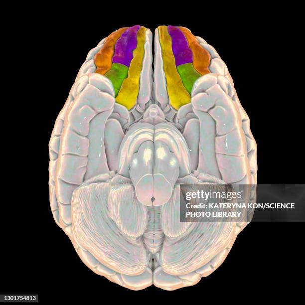74 Orbital Anatomy Stock Photos, High-Res Pictures, and Images - Getty ...