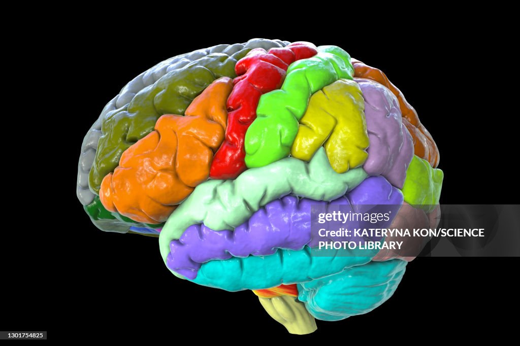 Human brain with gyri highlighted, illustration