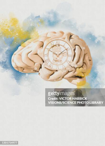 ageing, conceptual illustration - biological clock stock illustrations