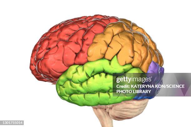 lobes of the human brain, illustration - frontal lobe stock pictures, royalty-free photos & images