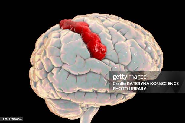 human brain with highlighted postcentral gyrus, illustration - postcentral gyrus stock pictures, royalty-free photos & images
