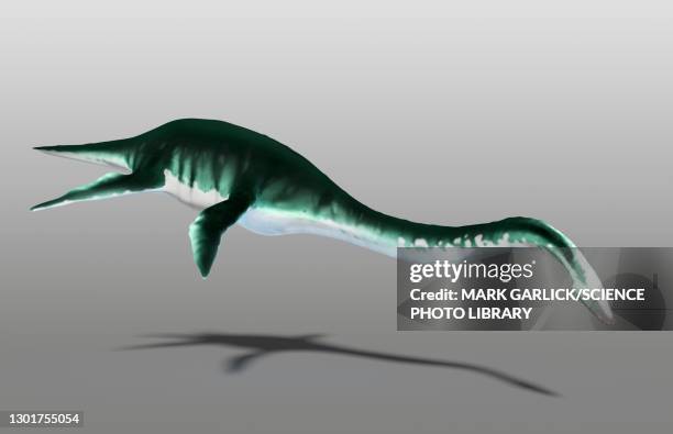 artwork of a plesiosaur - plesiosaur stock illustrations
