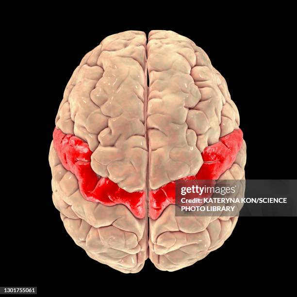 human brain with highlighted precentral gyrus, illustration - motor cortex stock pictures, royalty-free photos & images