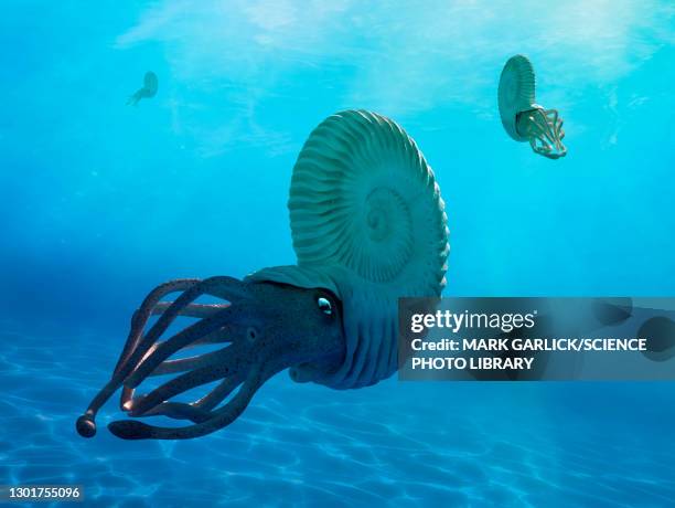 ammonites, illustration - ammonite stock illustrations