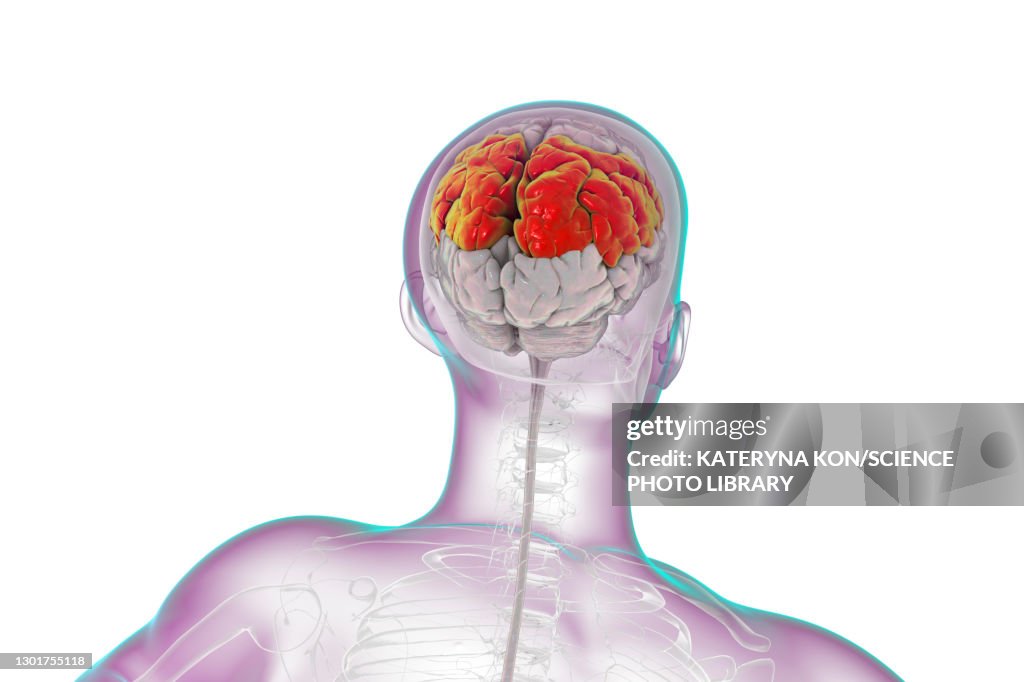 High Parietal Human Brain With Highlighted Parietal Lobe Illustration High-Res Stock ...