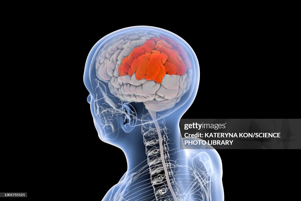 High Parietal Human Brain With Highlighted Parietal Lobe Illustration High-Res Stock ...