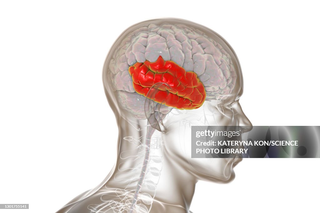 Temporal Lobe Examples Human Brain With Highlighted Temporal Lobe Illustration High-Res Stock ...
