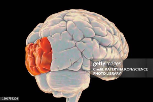 brain highlighting superior occipital gyrus, illustration - hinterhauptlappen stock-fotos und bilder