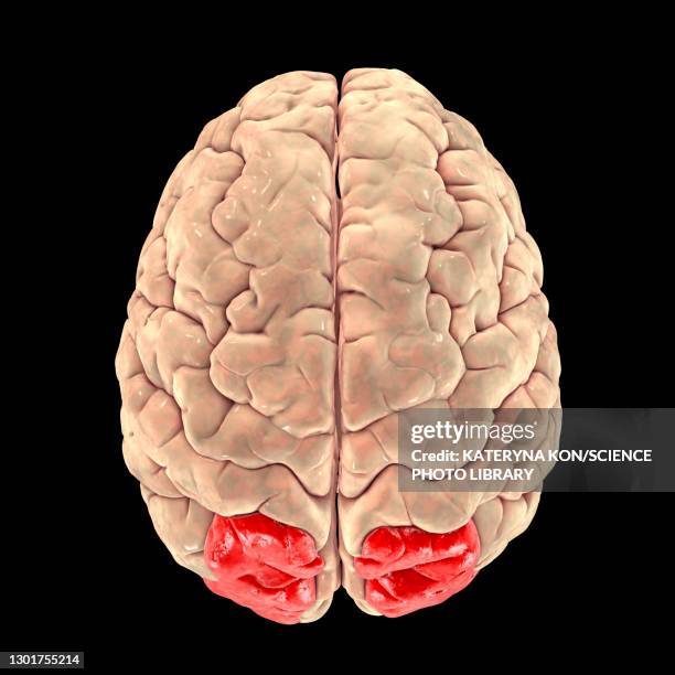 High Parietal 449 Parietal Lobe Stock Photos, High-Res Pictures, and Images - Getty ...