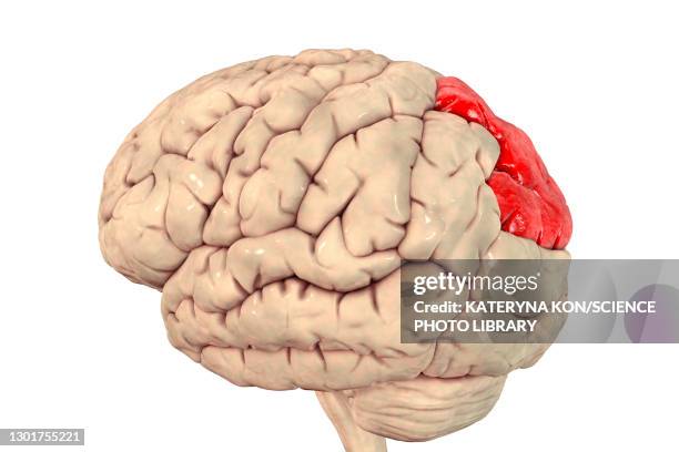 High Parietal 449 Parietal Lobe Stock Photos, High-Res Pictures, and Images - Getty ...