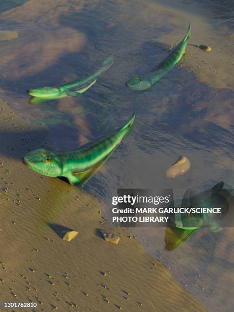 illustrations, cliparts, dessins animés et icônes de tiktaalik prehistoric fish, illustration - amphibien