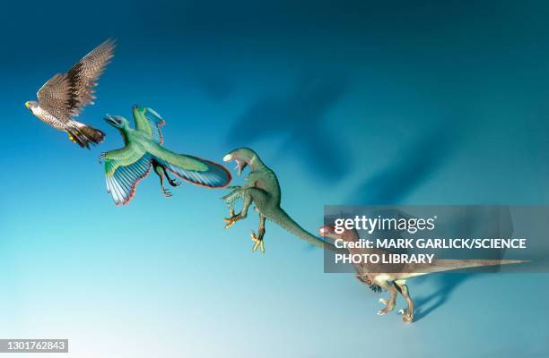 stockillustraties, clipart, cartoons en iconen met evolution of birds, illustration - dinosaurus