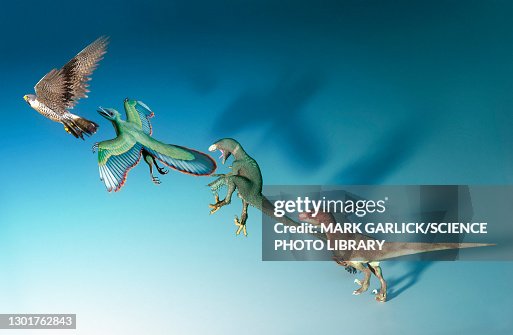 Evolution of birds, illustration Evolution of birds, illustration