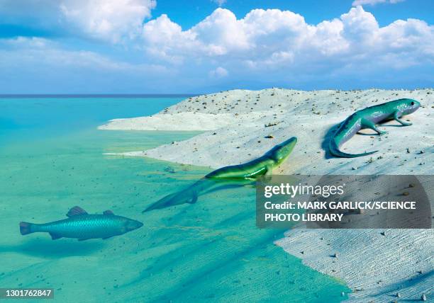 ilustrações de stock, clip art, desenhos animados e ícones de tetrapod evolution, illustration - evolução